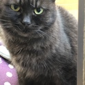 大人しい親猫