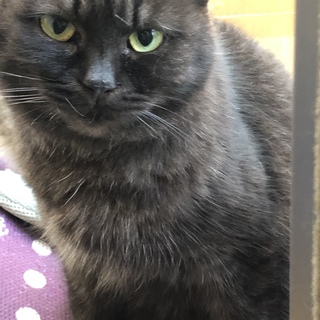 大人しい親猫