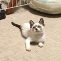 可愛い可愛い子猫さん