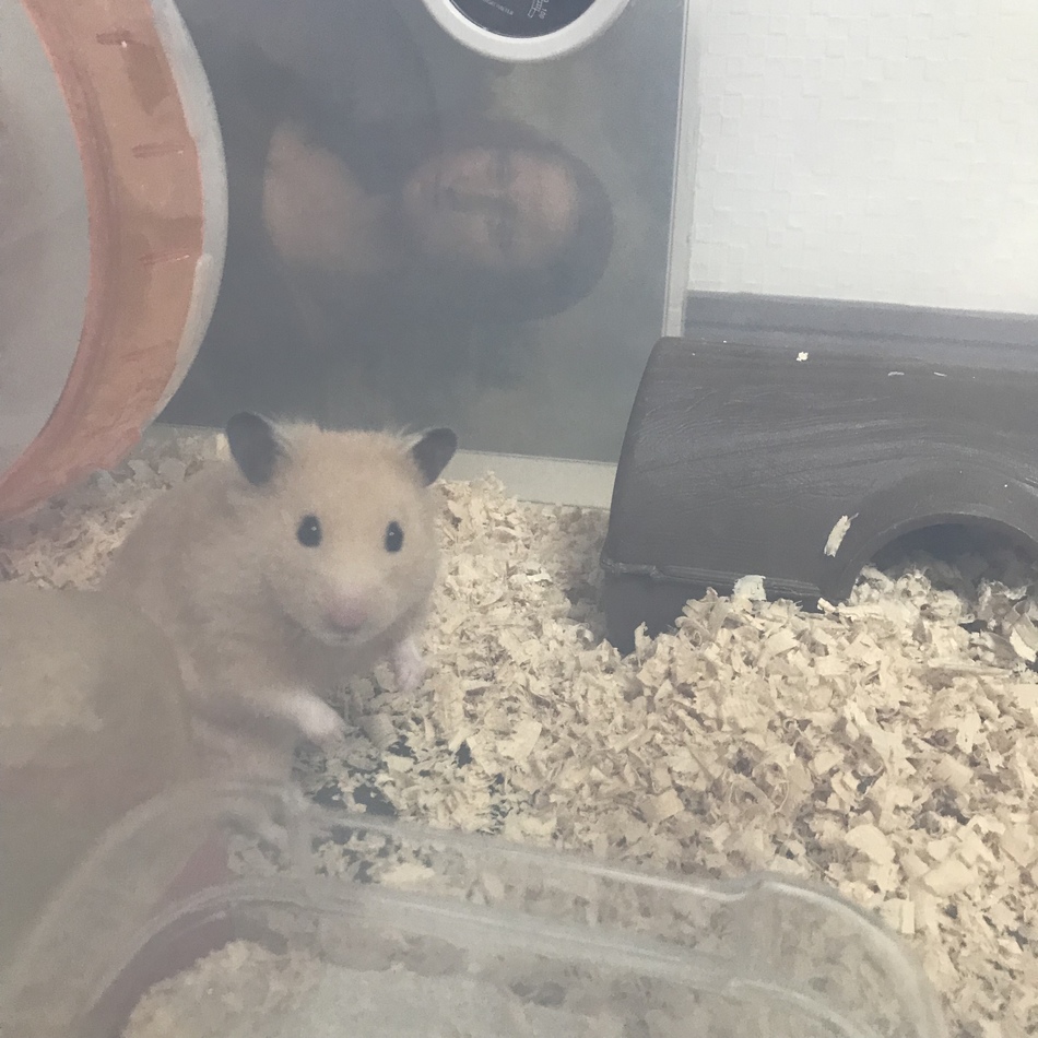 ガジガジのカバー写真