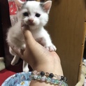 ※急募※家族の一員にしてあげてください！！！