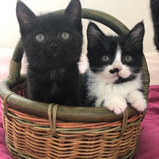 ひとめぼれ間違いなし　ふわふわ・おっとり兄妹　黒