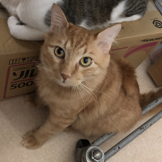 撫でられるのが好き！茶トラ長毛でゴージャスな奄美猫