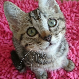 ぽてぽて子猫のドリス君