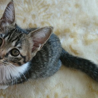 無邪気な天使のキッツちゃん