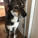 中型犬☆里親募集☆男の子4歳