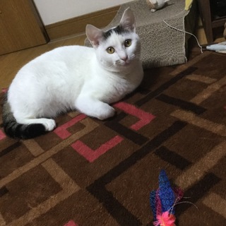 新しい家族を探しています。