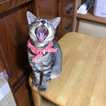 ガオーッ！！