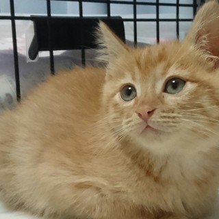 ちょっとタレ目のウルクリン君