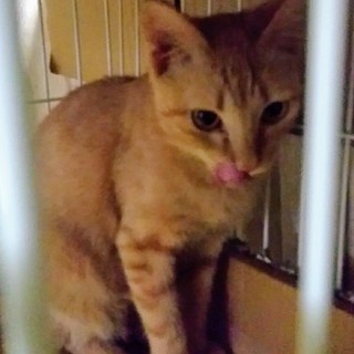 ☆生後半年くらい＊女の子☆美形の茶トラ☆