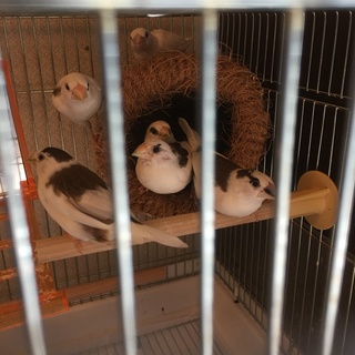 十姉妹を飼ってくださる方お願いします