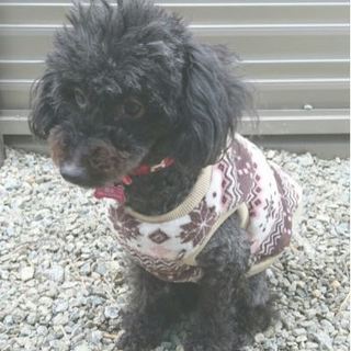 ゴマちゃん❤ 人が好きで自由な甘えん坊さん