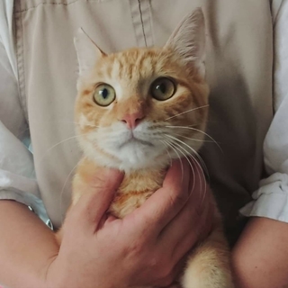 甘えん坊の美猫　茶トラ君