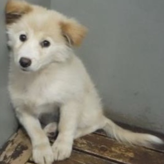 ボランティアさんより引出し。子犬♀281