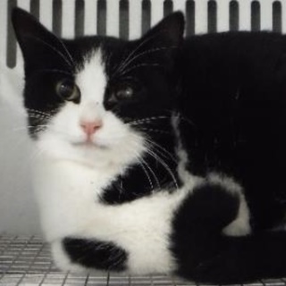 団体様より引き出し。成猫 282
