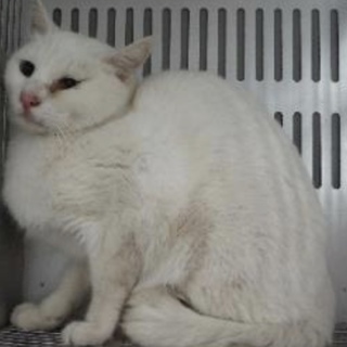 団体様より引き出し。成猫 ♂283