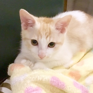 約3ヶ月弱  凸凹ふわ白2兄妹