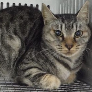 団体様より引き出し。成猫♀284