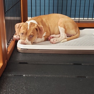 ピットブル　女の子♀️