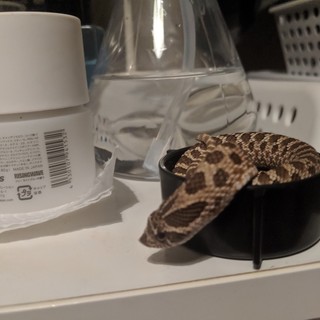 セイブシシバナヘビ