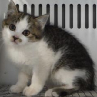 里親様に迎えられました。子猫 ♀285