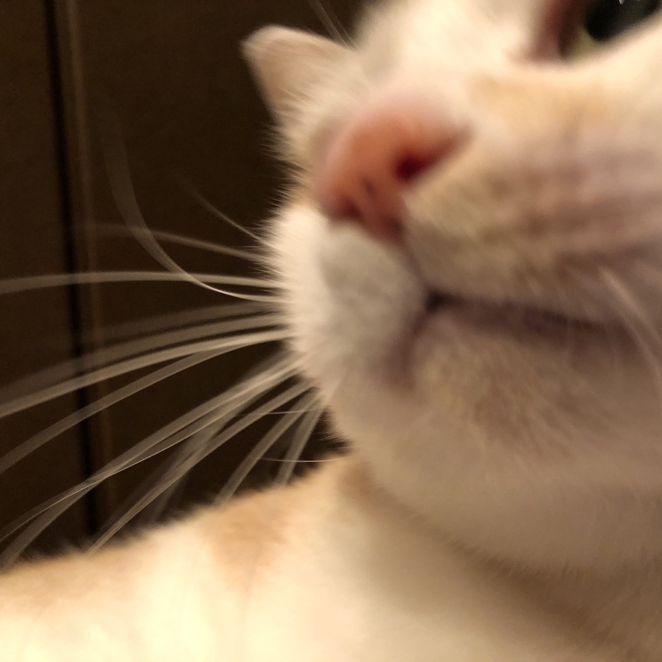 チャイのカバー写真