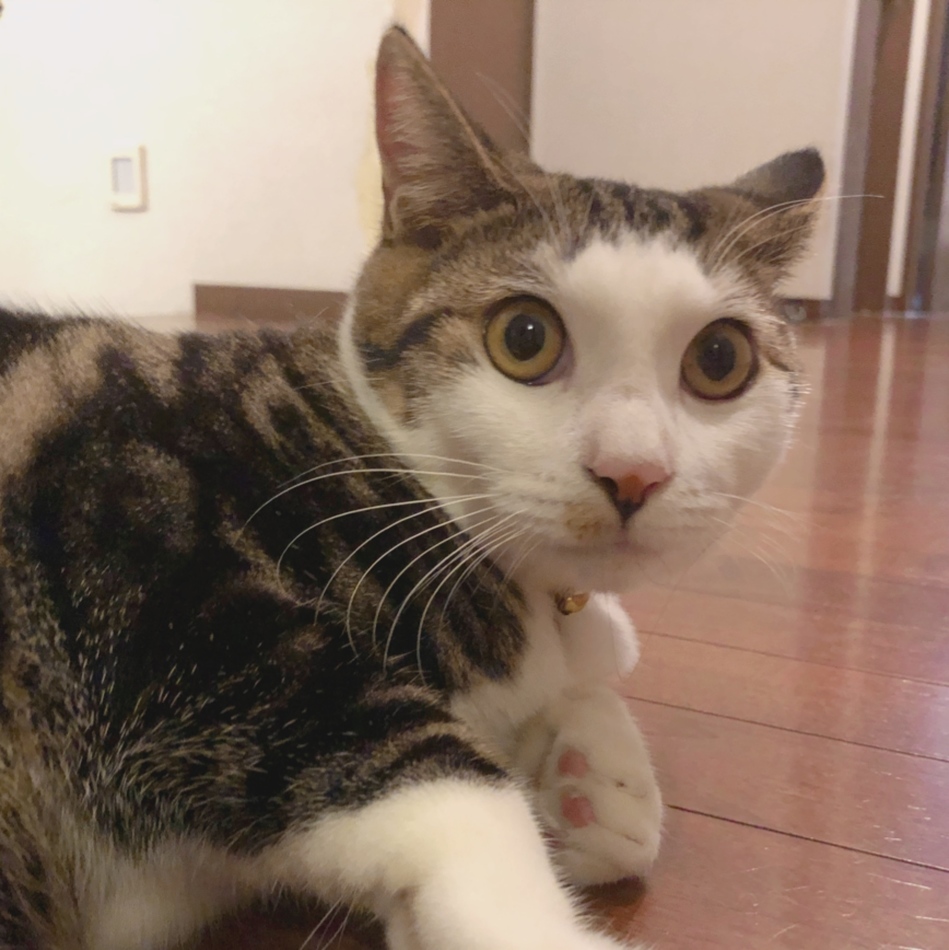 まろんのカバー写真