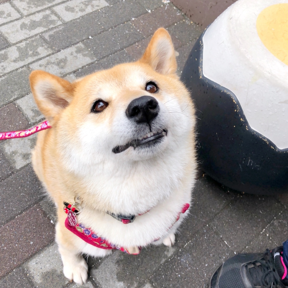 愛「めぐ）のカバー写真