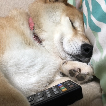 愛「めぐ）の写真