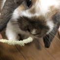 ロップイヤー 里親募集