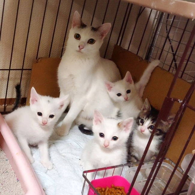 asami212のカバー写真