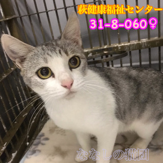 白グレーの美猫さん 飼主持込(TT) 060