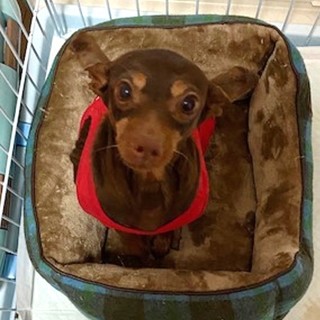 繁殖屋廃業レスキューの子