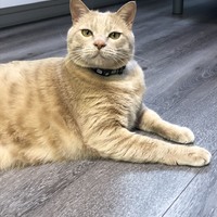 よしこ