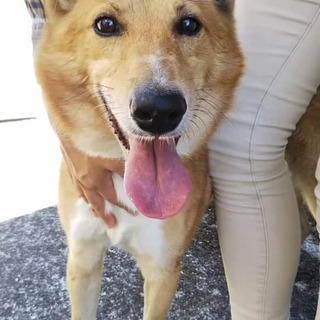 《急募》茶系MIX25kg♂2～5歳