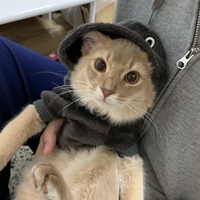 エド
