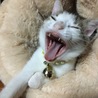 の写真