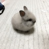 さくらもんも