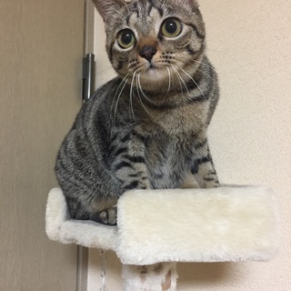 キジトラ1歳女の子 里親様募集