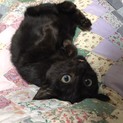 （お話し中）お膝が大好き　甘えたピカソくん