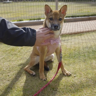 【譲渡】シャイ♡元高-D543