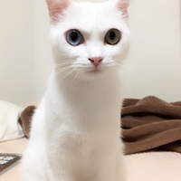 リリー