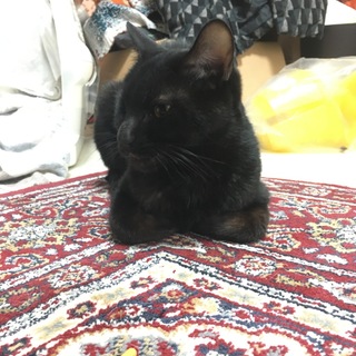 生後１歳未満　黒猫　野良猫　ワクチン済み