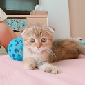 耳たれマンチカンの女の子