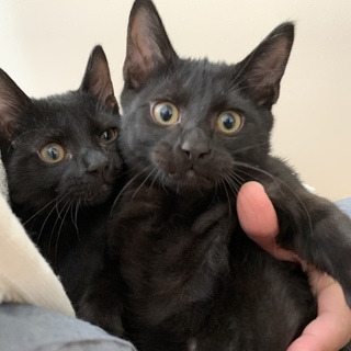 人懐こい黒猫兄弟♪