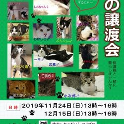 猫の譲渡会