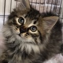 撫でるとゴロゴロ サビ長毛 くもちゃん