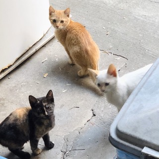 大至急:地域の母猫が急死し残された仔猫達 