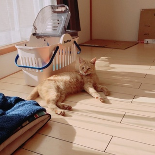 郡山で保護したなつきMAXにゃんこ