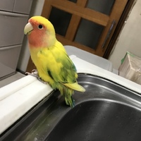 翔